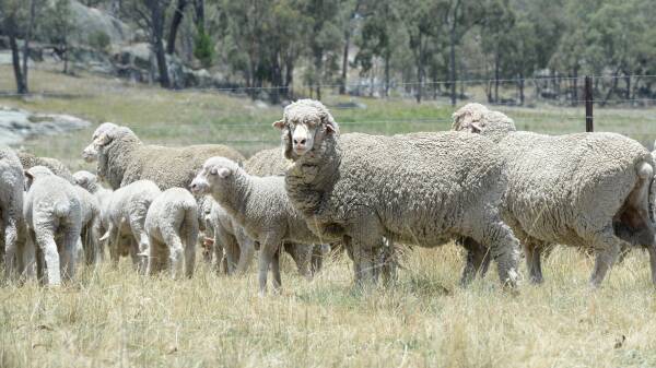Fresh Biological wool harvesting research has begun for the AWI and University of Adelaide