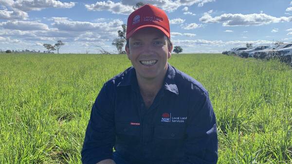 Feed pressure may decide pasture strategy