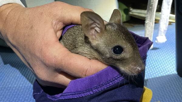 Meet Bella, the newest member of the brush-tailed bettong family in the Pilliga