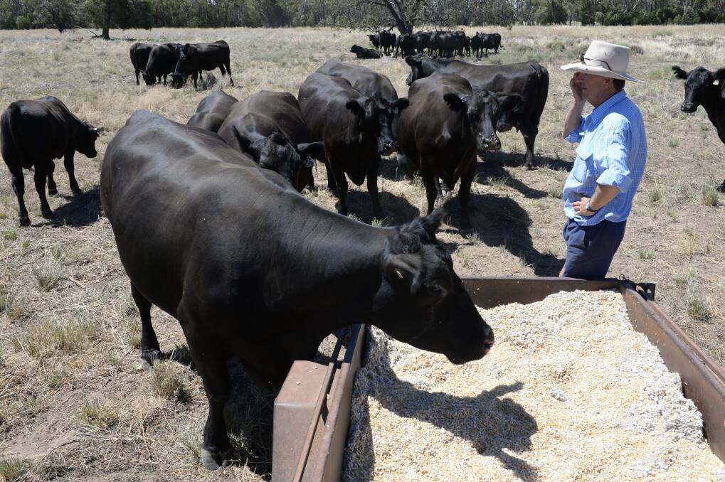 Key tips on feeding cottonseed to cattle, sheep