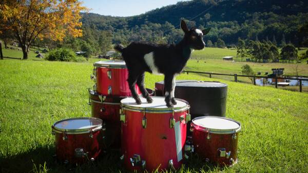 A goat drumming to its own beat part of Wollongong mental health exhibition