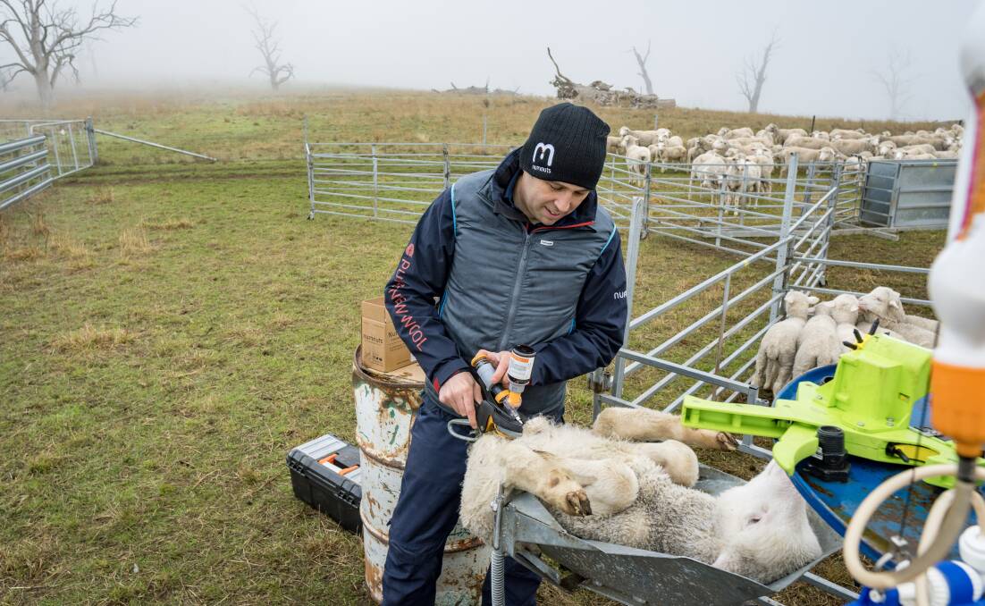 Sheep pain relief drug faces next rescheduling hurdle