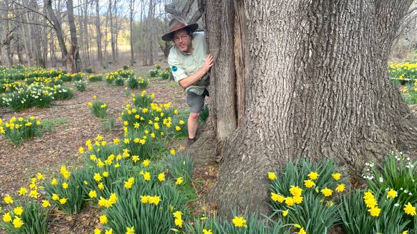 Canberra's got its own Sherwood Forest, and it's like a bush Floriade thumbnail