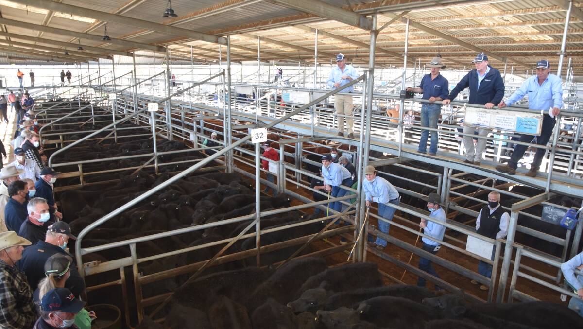 Bairnsdale yarding dips due to heavy rain as calves sell to 790ckg