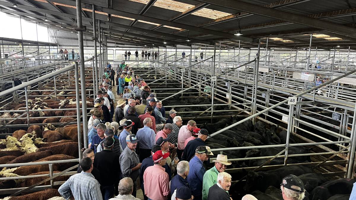Mega Bairnsdale feature calf sale attracts broad gallery of buyers