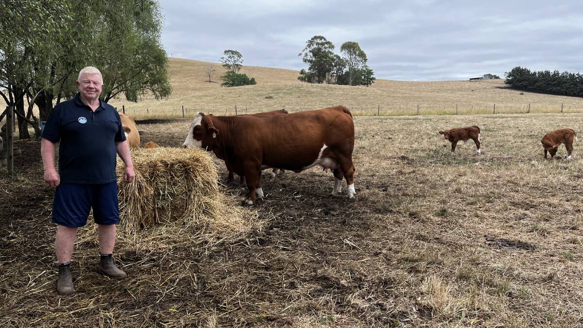 West Gippsland studs in the spotlight for Stock Land Beef Week