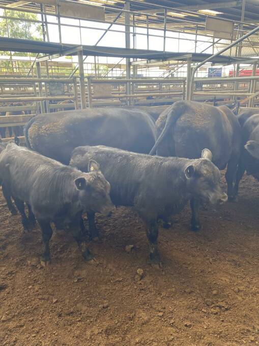 Bairnsdale cows and calves sell to 4080 in first sale for 2022