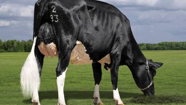 WA dairy farmer espouses the value of getting maternal genetics right