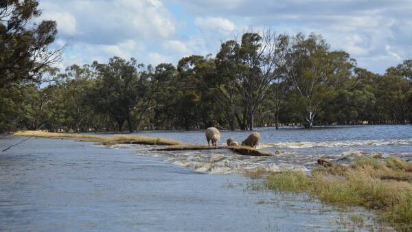 Riverina farmers pick up the pieces after floods cause crop losses, animal deaths