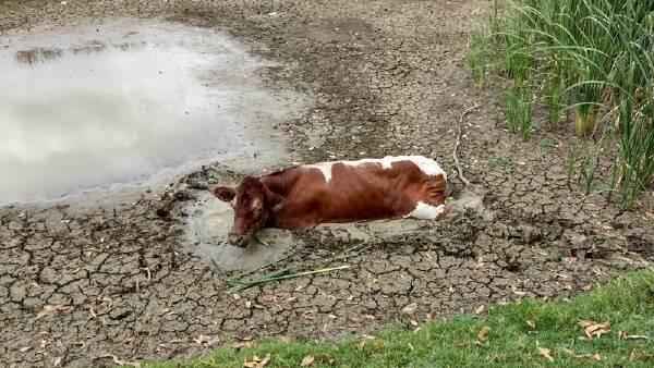 Firefighters come to rescue of wayward cow twice in 24 hours