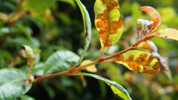 Tackling myrtle rust requires co-ordinated response