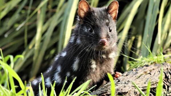 Endangered quolls given 'second chance'
