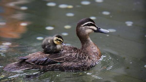 Concern for duck numbers amid Murray flooding