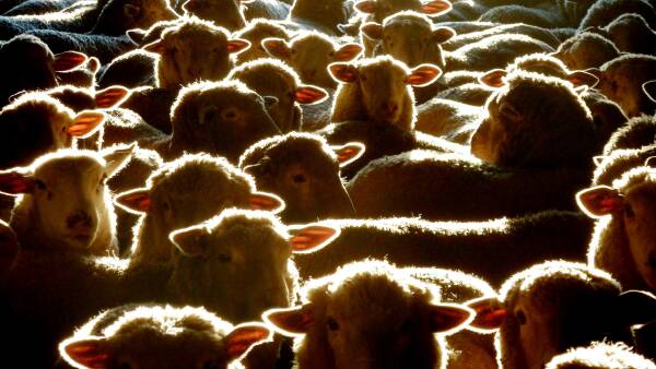 Volatile future for sheep and wool markets