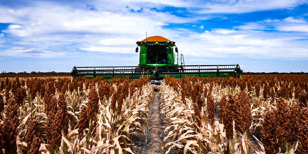 Sorghum Harvest Kicks Off On The Downs