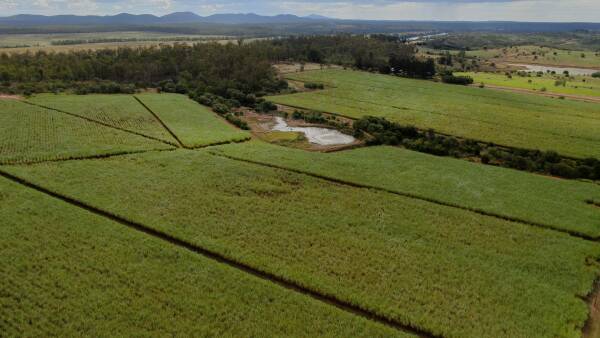 Norbrook heads into macadamias