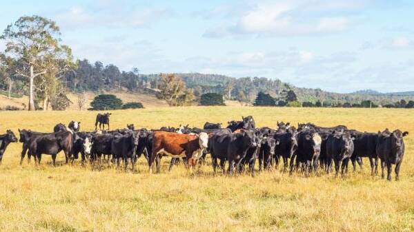 Cutting beef production costs and methane without reducing demand